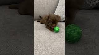 Brussels griffon puppy and a green ball shortsbrusselsgriffongriffonspuppylifegriffonpuppy [upl. by Maibach]