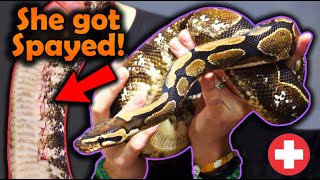 Rescuing a Ball Python with Rotting Eggs Inside Her [upl. by Anatolio]