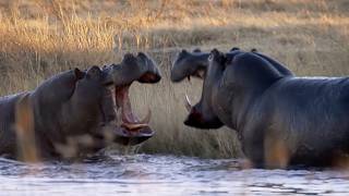 Eight Unmissable Hippo Moments  BBC Earth [upl. by Ocnarf]