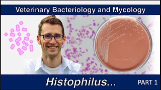 Histophilus and Glaesserella Part 1  Veterinary Bacteriology and Mycology [upl. by Marisa]