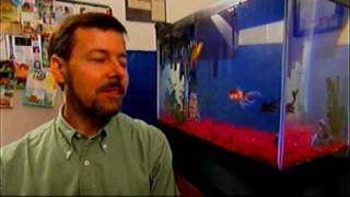 Comet the Worlds Smartest Goldfish on Animals At Work [upl. by Arhat961]