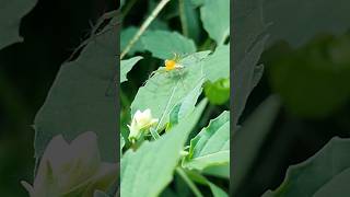 Baby come down music calmdown musica amor love virulshorts nature video flowers [upl. by Erastus390]