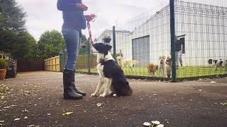 Dog Training a Reactive Border Collie [upl. by Atsahs]