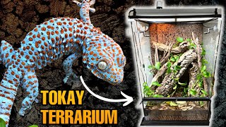 UPGRADING MY TOKAY GECKO TERRARIUM  EXO TERRA MONSOON MULTI II ONE YEAR REVIEW [upl. by Genny]