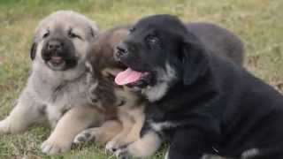 Cachorros de Mastin Español afijo de Valdejera 2014 [upl. by Sothena]