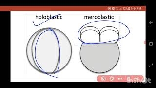 Cleavage pattern in Hindi  BSc  MSc Zoology [upl. by Niaz]