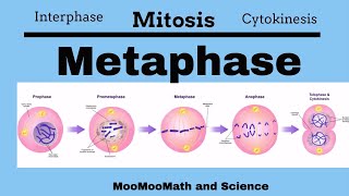 Metaphase Mitotic Stages [upl. by Argella]