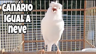 Canário Belga branco como a neve cantando muito forte [upl. by Aryn]