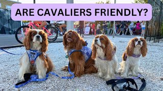 HOW CAVALIER KING CHARLES SPANIELS ACT AROUND OTHER DOGS [upl. by Stepha]