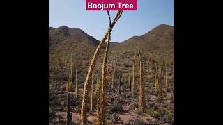 All About Unusual Boojum Trees youtubeshorts youtube ytshorts [upl. by Oicinoid]