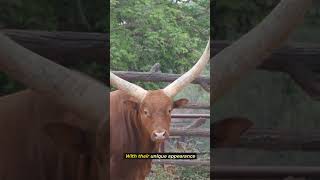 Meet the Majestic AnkoleWatusi Cattle with 8Foot Horns [upl. by Sturges]