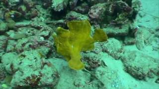 Giant Frogfish Peurto Galera Philippines [upl. by Llenyr690]