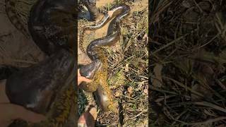 I’m looking for a 20 foot anaconda snake youtubenaturewildlifecrazyviralvideoanimalsshorts [upl. by Hokanson370]