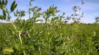 Alfalfa lucerne Medicago sativa L [upl. by Therese]