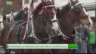 Savannah St Patricks Day Parade will feature Budweiser Clydesdales once again [upl. by Christos]