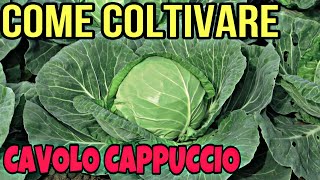 COME COLTIVARE IL CAVOLO CAPPUCCIO NELL’ORTO [upl. by Eneja]