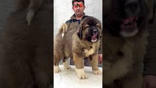 Bizon aged 2 months to 5 months dog dogs animals caucasianshepherdpets jozodogs [upl. by Conny]