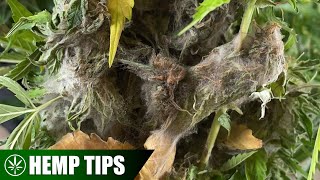 How to Stop Your Hemp Flowers from Bud Rot [upl. by Namsu]