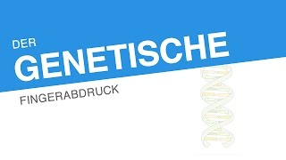 DER GENETISCHE FINGERABDRUCK  Biologie  Genetik und Entwicklungsbiologie [upl. by Vyner]