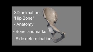 Hip bone 3d anatomy Side determination Osteology external feature landmarks demonstration [upl. by Verity]