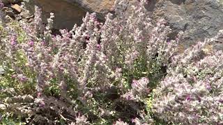 Teucrium marum L ožanka kočičí [upl. by Poliard636]