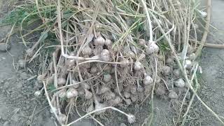 garlic my kitchen garden organic [upl. by Yllak765]