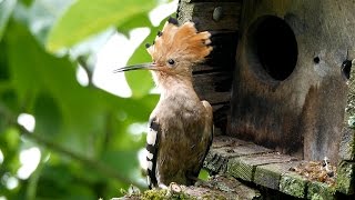 Der Wiedehopf – Beobachtungen im Juni 2016 [upl. by Adnamaa802]