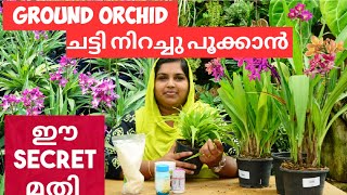 ഗ്രൗണ്ട് ഓർക്കിഡ് നിറയെ പൂക്കൾക്ക്  GROUND ORCHID CARE MALAYALAM GROUND ORCHID PROPAGATION SULUZ [upl. by Salokcin710]