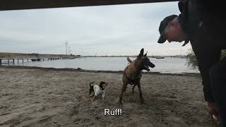 belgian malinois enjoy the water [upl. by Orravan]