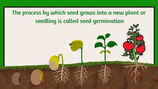 seed germination  what is a seed germination From seed to plant [upl. by Aihcela]