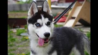 Top 10 Interesting Facts About Siberian Huskies [upl. by Suiraj511]