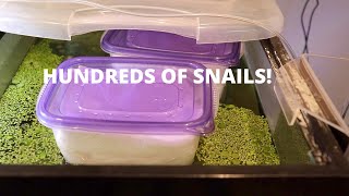 HOW TO hatch Mystery Snails the EASY way [upl. by Icam]