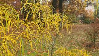 Rhamnus frangula Asplenifolia krušina olšová [upl. by Malinde128]