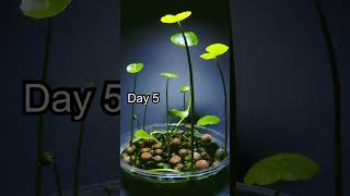 Aquatic Plant Timelapse  16 Days to Flower [upl. by Ssegrub]