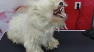 Shocking The Most Aggressive And Neglected Dog Ive Ever Seen [upl. by Mcgannon295]