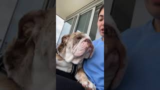 Bulldog really wants to sit in owners lap [upl. by Gershon]