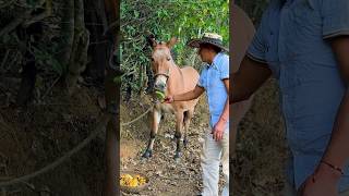 Merendando en el campo con mis animalitos [upl. by Crowe]