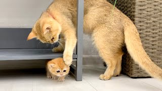 Mom cat tries to pull out a baby kitten that hid from her [upl. by Nylekcaj175]