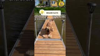 Briard Facts shorts briard dogfacts factsvideo [upl. by Isobel]