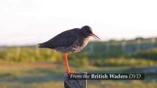 British Waders [upl. by Yorztif681]