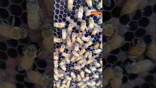 Honey bee sitting on their eggs honey bee on their eggs honeybee eggsbee bee shortvideo honey [upl. by Anoid]