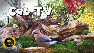 Cat TV for Cats to Watch 🐈  JAY amp TITMICE 🐦‍⬛ 4K [upl. by Broome]