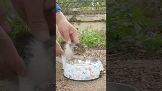 Rescuing a family of cats in 40 degree weather the mother cat was exhausted rescue rescueanimals [upl. by Jordain]