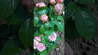 So amazing roses  rose flowers garden  beautiful morning roses 1111 [upl. by Jordana]