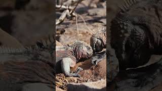 Territorial Iguanas  Galápagos Islands  Lindblad Expeditions [upl. by Macey]