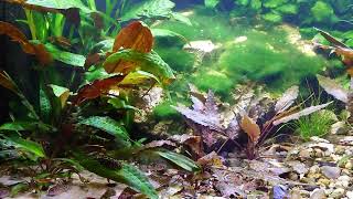 Xiphophorus Maculatus San Filipe Yucatan and Corydoras knaacki and Sewellia lineolata [upl. by Acceber]