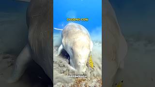 Dugong Cow Sea Cow 😱‼️seacow shortsviral shortvideos oceanlife [upl. by Doy]