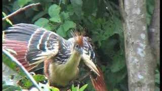 Hoatzin  Opisthocomus hoazin [upl. by Acinomad]