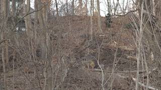 Family of Coyotes in Cedarvale Park [upl. by Hadik]