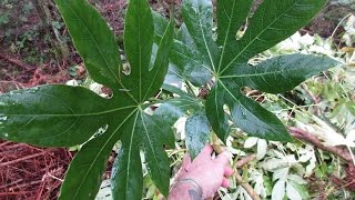 Growing Fatsia japonica from cuttings [upl. by Mallory]